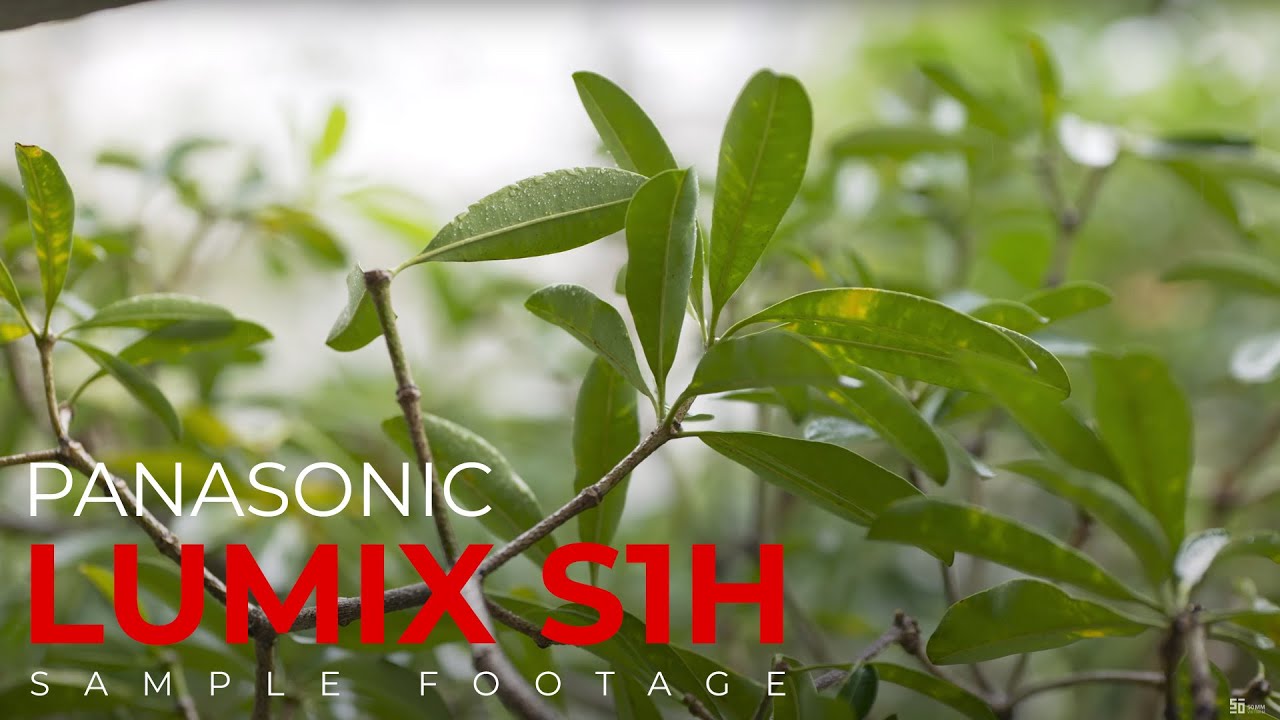 [4K] Panasonic Lumix S1H Sample Footage - CinelikeD & All-Intra