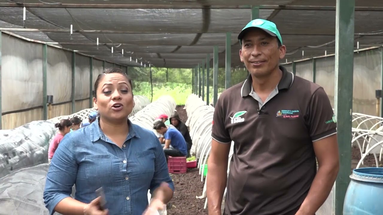 Producción de plantas in vitro de plátano en el INTA
