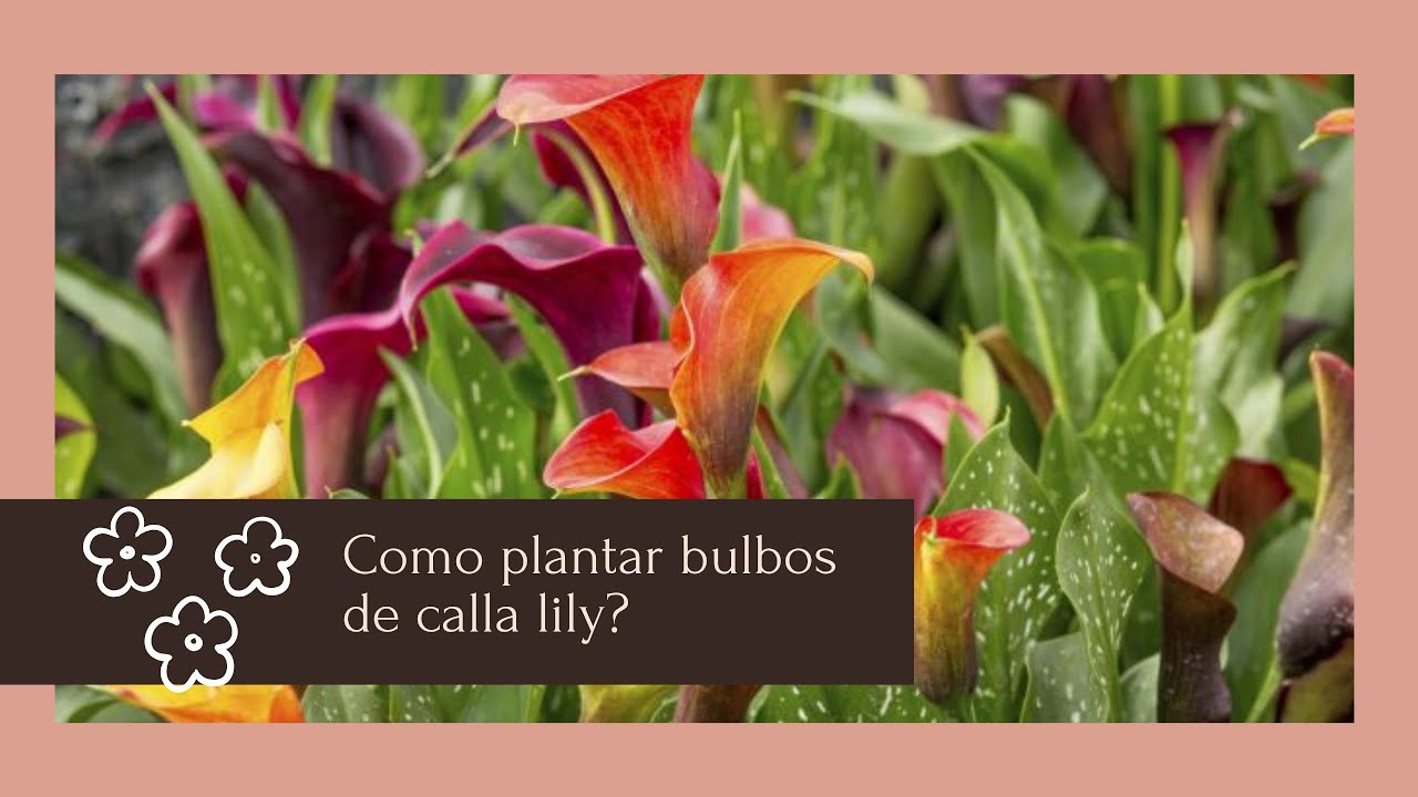 Cómo plantar bulbos de Calla Lily/lilies/cartucho/alcatraz/cala de colores?