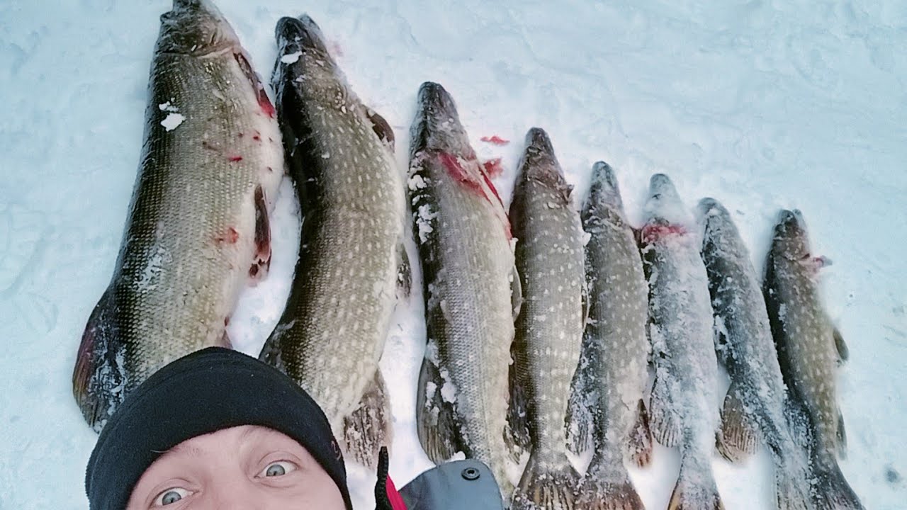 ОХОТА ЗА ТРОФЕЙНОЙ ЩУКОЙ