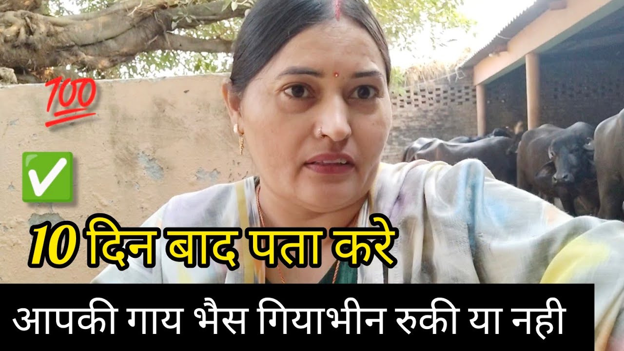 गाय भैस गयाभिन है या नही 10 दिन बाद पता लगाए बिल्कुल आसान है💯✅#cow #buffalo #milk #farming #village
