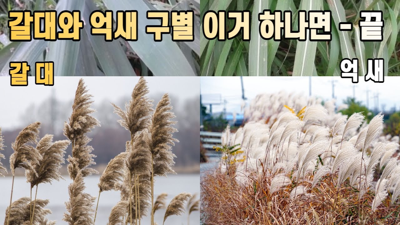 갈대와 억새 구별 이거 하나면 끝