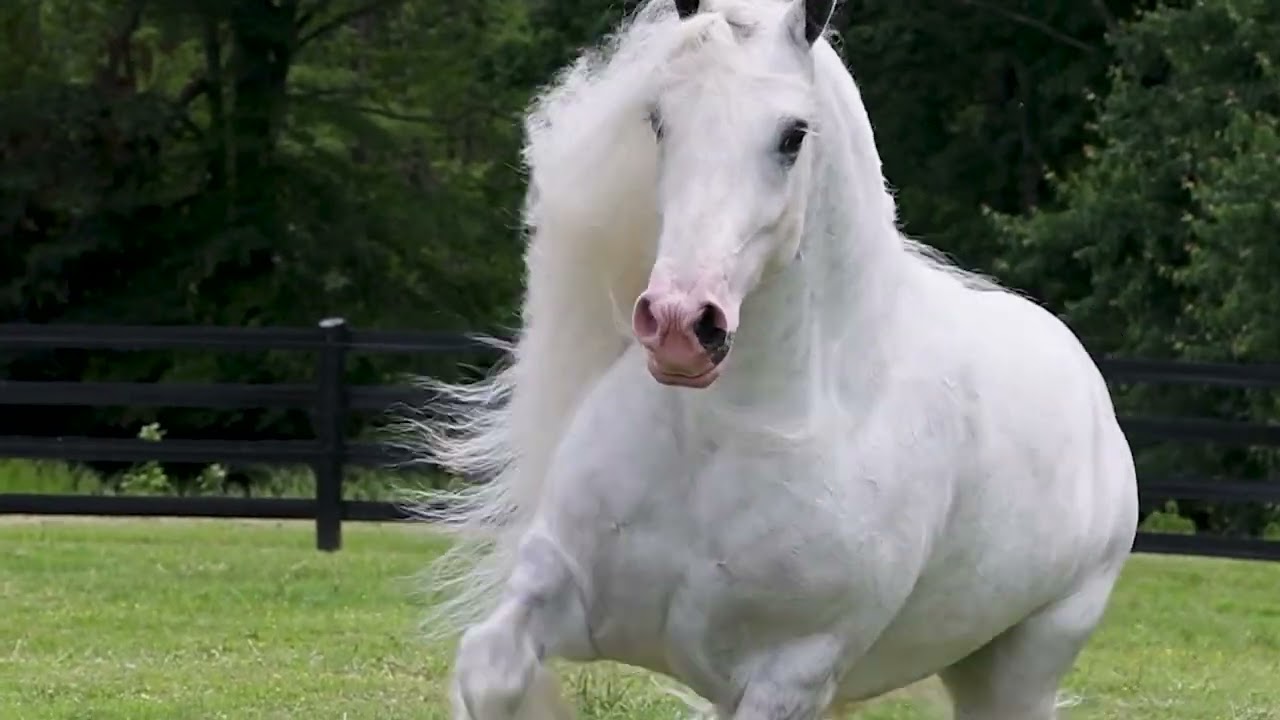 Gorgeous Gypsy Vanner Horse - Glorious Knight - Grey Mare - video by ©StunningSteeds 2023