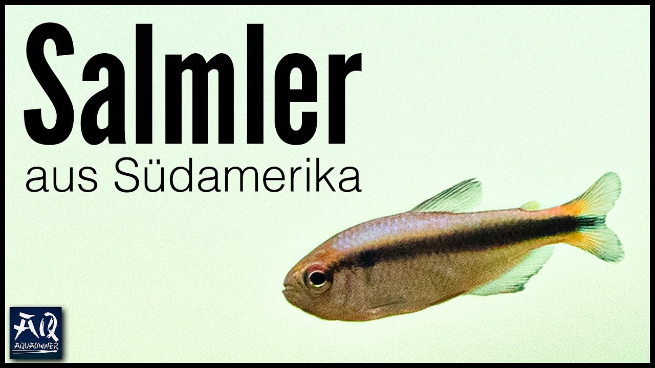 Seltene Fische für Südamerika Aquarium - Blauer Tapajos Salmler | AquaOwner
