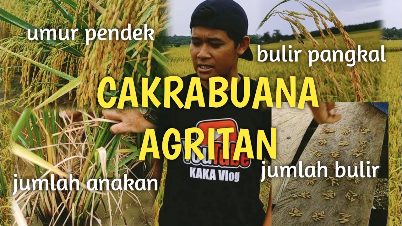 CAKRABUANA AGRITAN PADI SUPER GENJAH