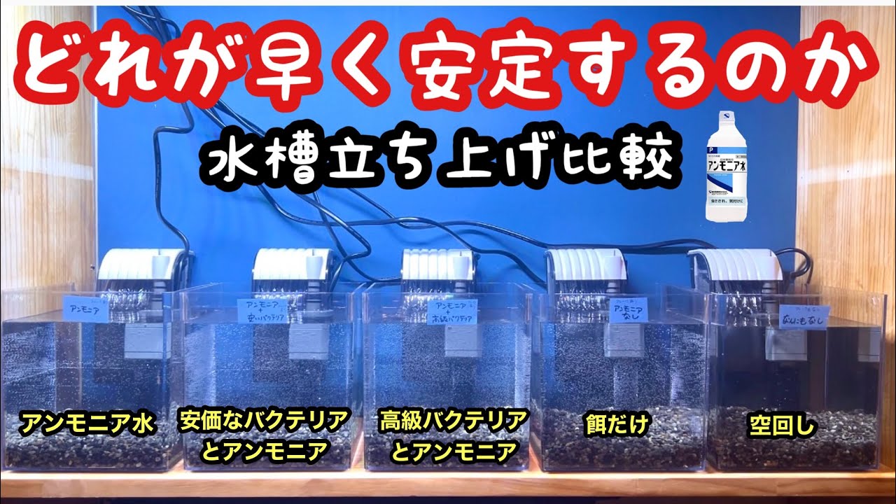 薬局アンモニアとバクテリア材を使って水槽立ち上げ比較してみる