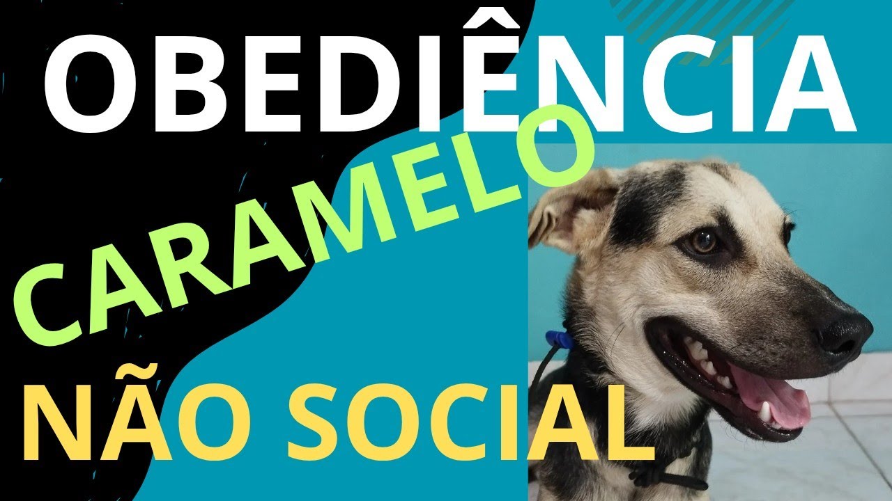 Caramelo adestrado!