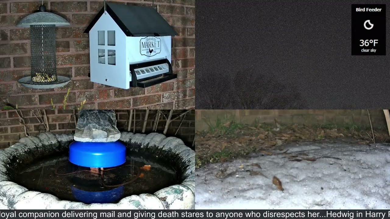 LIVE Bird Feeder Cam | Flock Around the Clock 🐦 | 2/6/2026