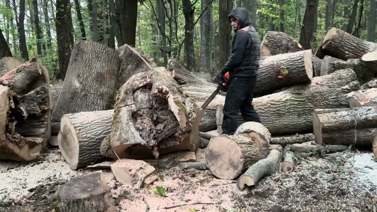 EXTREME Forest Work with Chainsaws