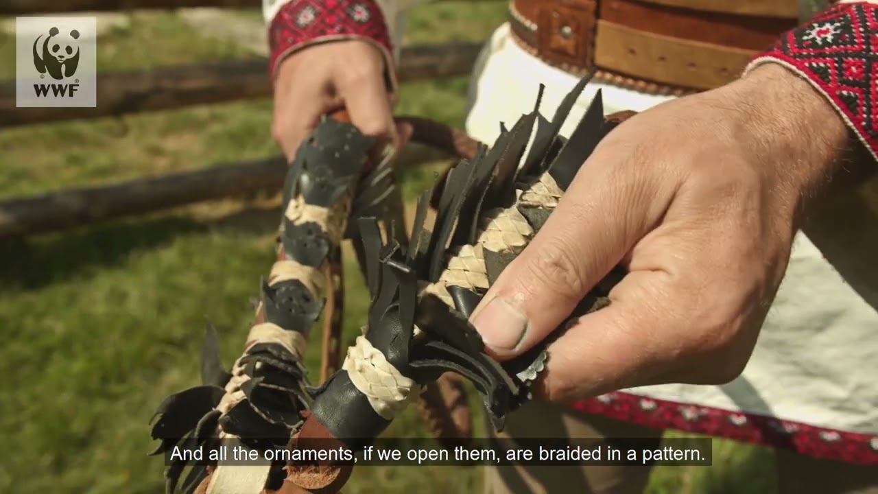 Traditions of coexistence in the Ukrainian Carpathians: puga-whip