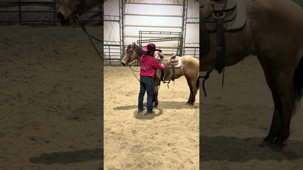 How to tie a horse’s head down and around !