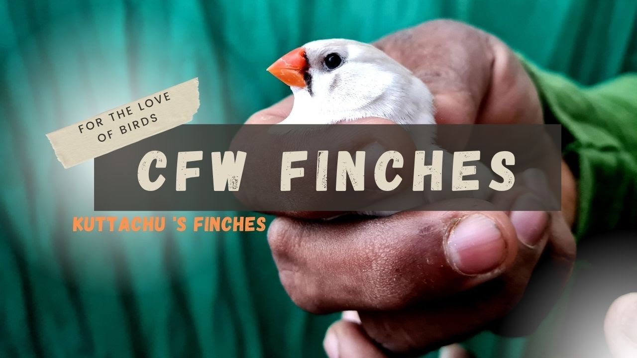 CFW [ Chestnut Flanked White ] Finches