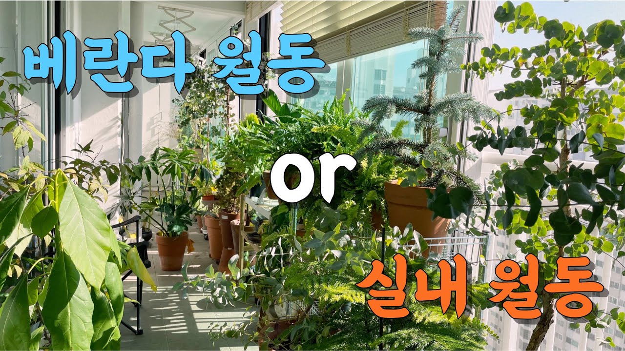 식물 월동준비ㅣ베란다 월동? 실내 월동?ㅣ베란다정원