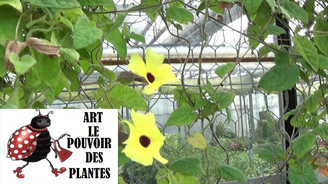 Jardinage: Thunbergia alata Suzanne aux yeux noirs: Comment faire une bouture: vivace et annuelle