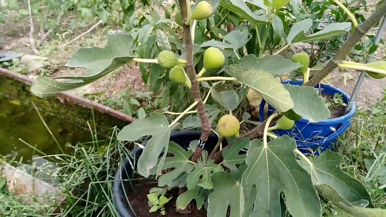 Инжир в средней полосе на нашем участке.