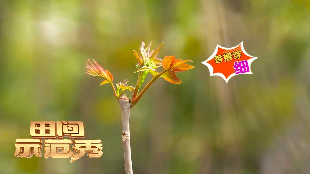 香椿种植门道多！专家一招“绝户计”竟能提高香椿品质？丨「田间示范秀」20230321
