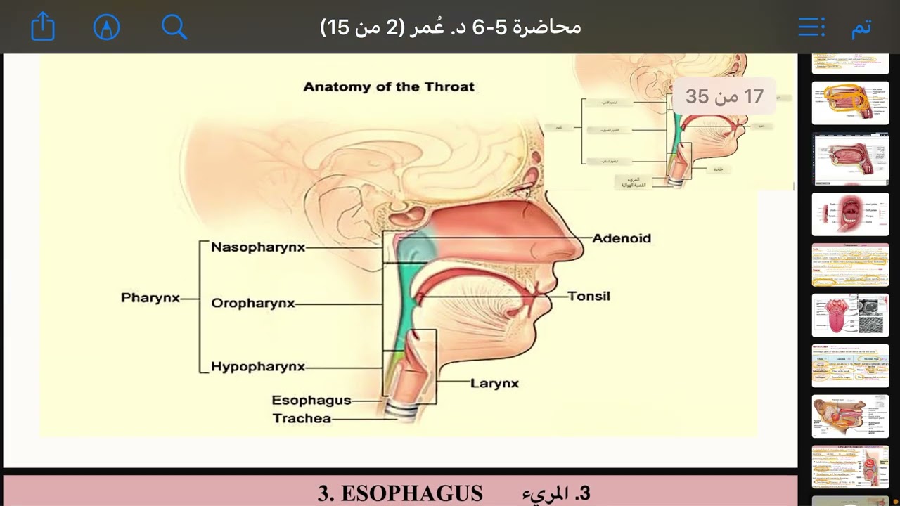 هستو وتشريح محاضرة 5 و 6 جزء ثالث