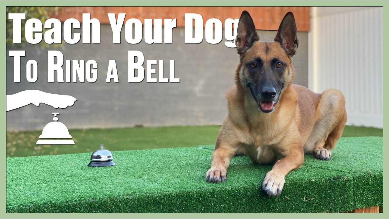 Teach Your Dog How to Ring a Bell | Dog Training