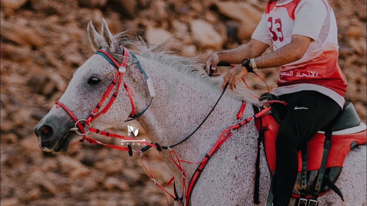 سباق 100 كيلو وجائزته مليون ريال🔥💵 في العلا 😍⛰️