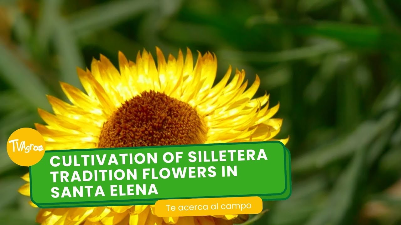 Cultivation of Silletera Tradition Flowers in Santa Elena