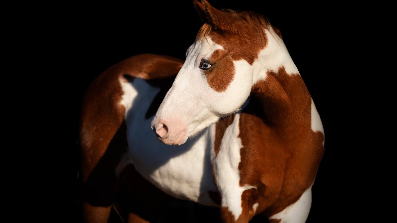 “Cindy”- 14.2H, 12 yr old sorrel and white paint mare