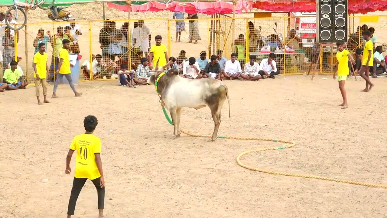 கிளாதரி பொன் ஊர்க்காவலன் கோவில் காளை Vs கொடிமங்களம் முரளி நண்பர்கள் | PK Media