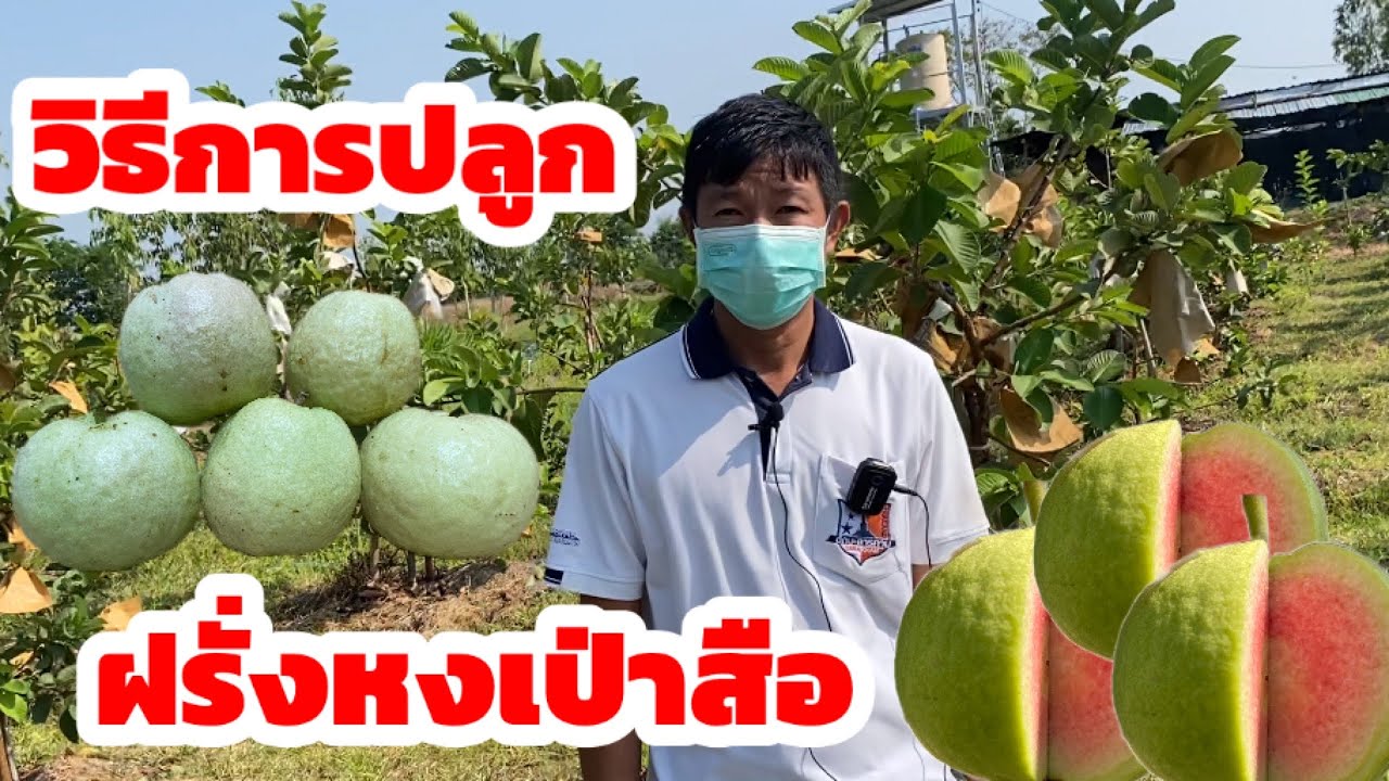 วิธีการปลูกฝรั่งหงเป่าสือที่อุดมทรัพย์ไร่นาสวนผสม เป็นฝรั่งที่กำลังนิยม ทำให้มีรายได้ต่อเนื่องทั้งปี