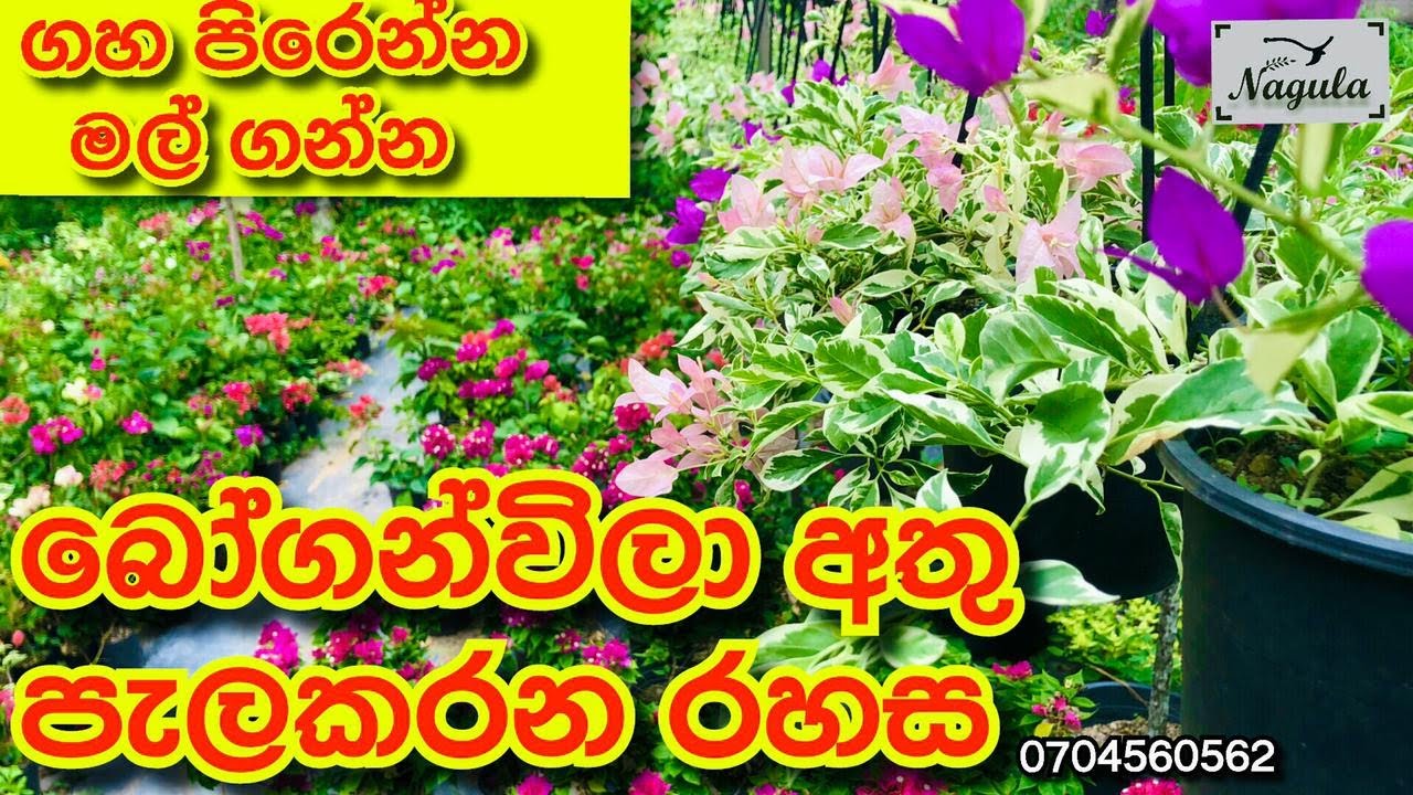 බෝගන්විලා අතු කැබලි මුල් අද්දවාගන්න නිවැරදිම ක්‍රමය (How to rooting cutings)