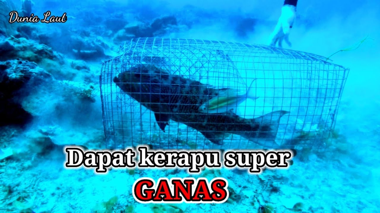 Pasang bubu di kedalaman 40meter, dapat IKAN GANAS