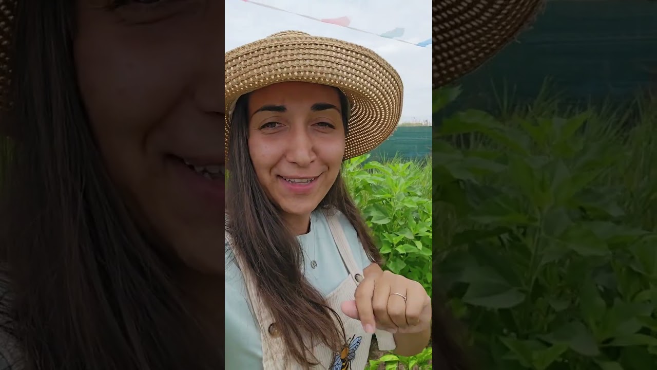 Super legume ușor de cultivat și foarte productive 😉