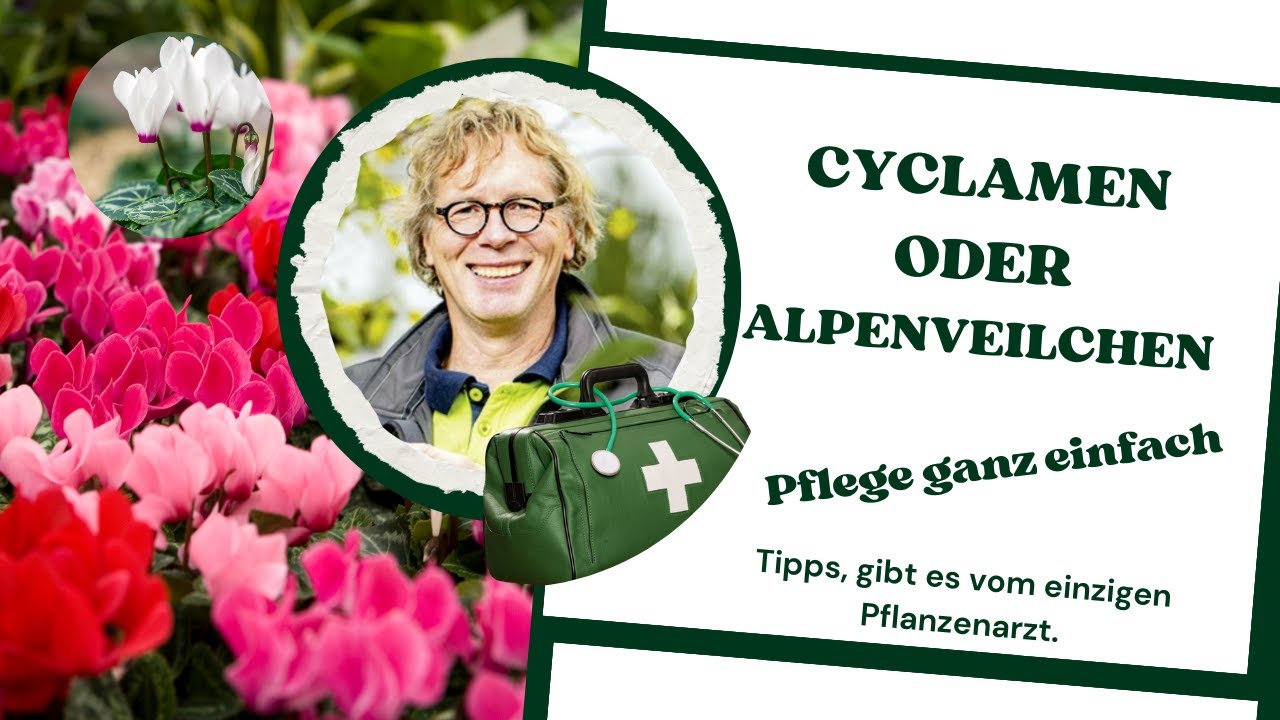 Alpenveilchen pflegen, so klappt es