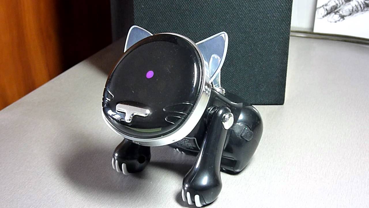 i-Cat