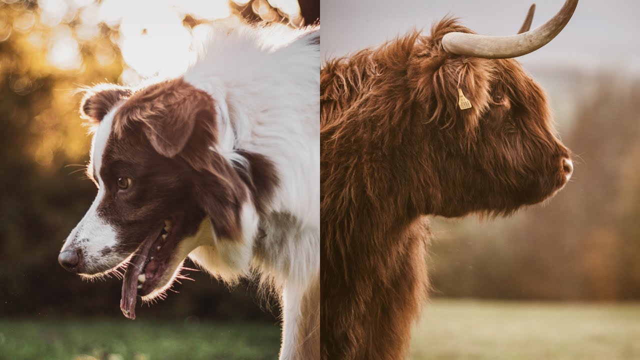 Why LOVE one but EAT the other? | Animal Save Movement