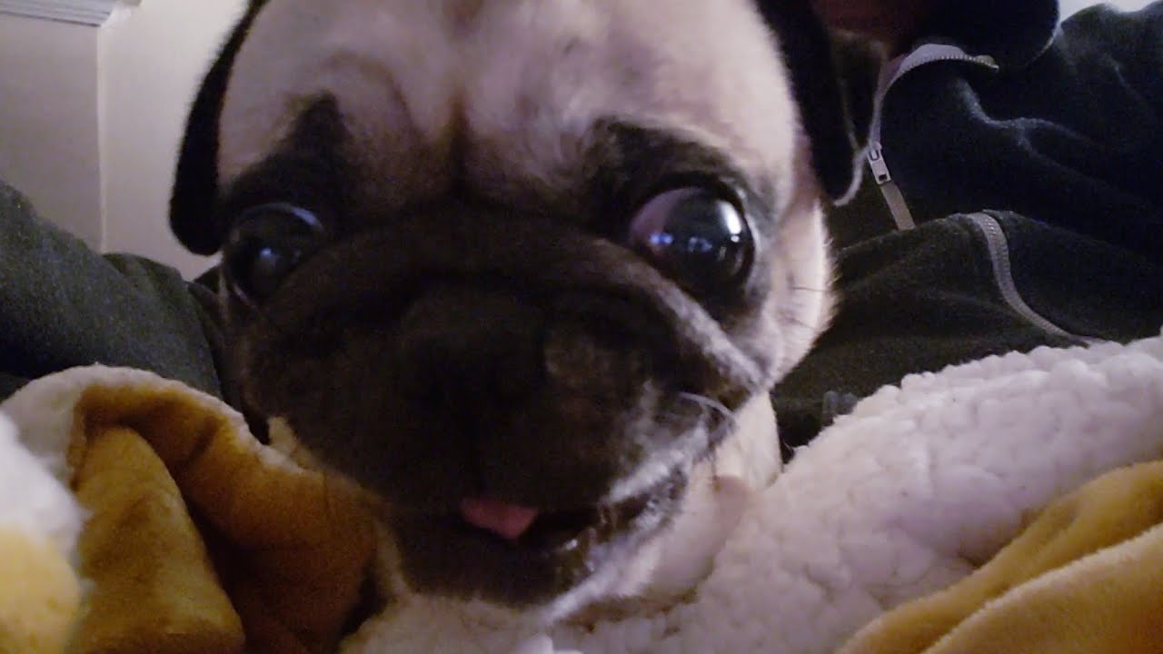 Beatrice the very angry pug furious about dinner.