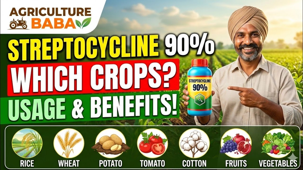 स्ट्रेप्टोसायक्लिन 90% कौन कौन सी फसलों पर उपयोग किया जाता है #streptocycline #fungicides #cropdises
