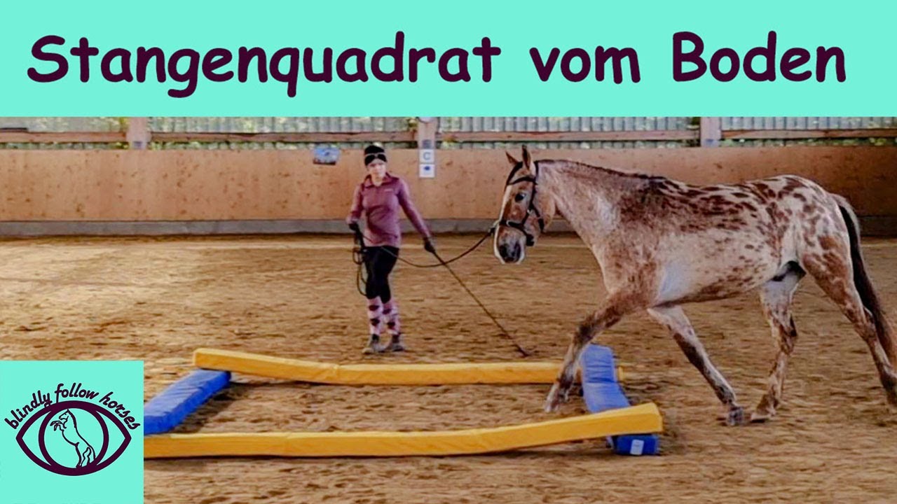 HOW TO Stangenquadrat vom Boden mit Jungpferd