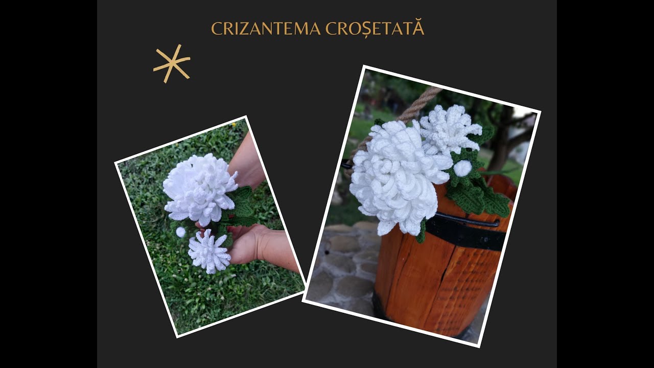 Crizantema crosetata