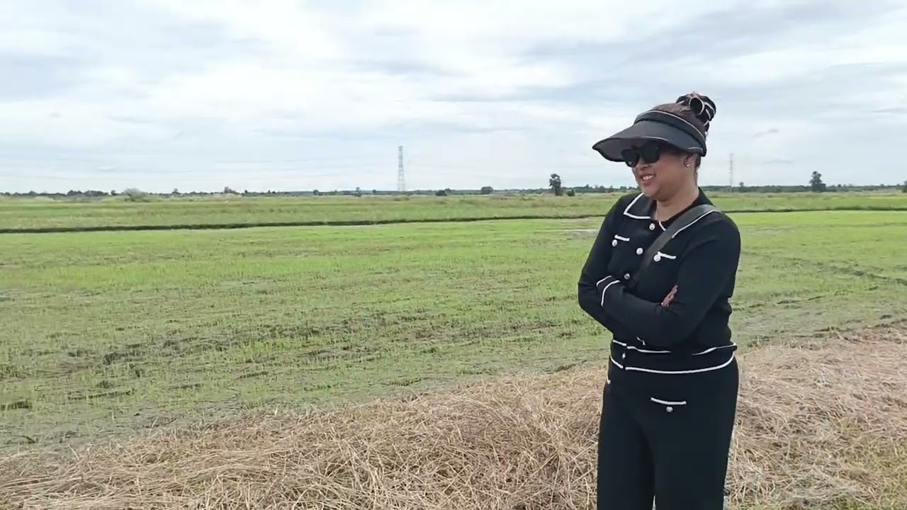 ទេសភាពវាលស្រុកស្រែ ធម្មជាតិបៃតង