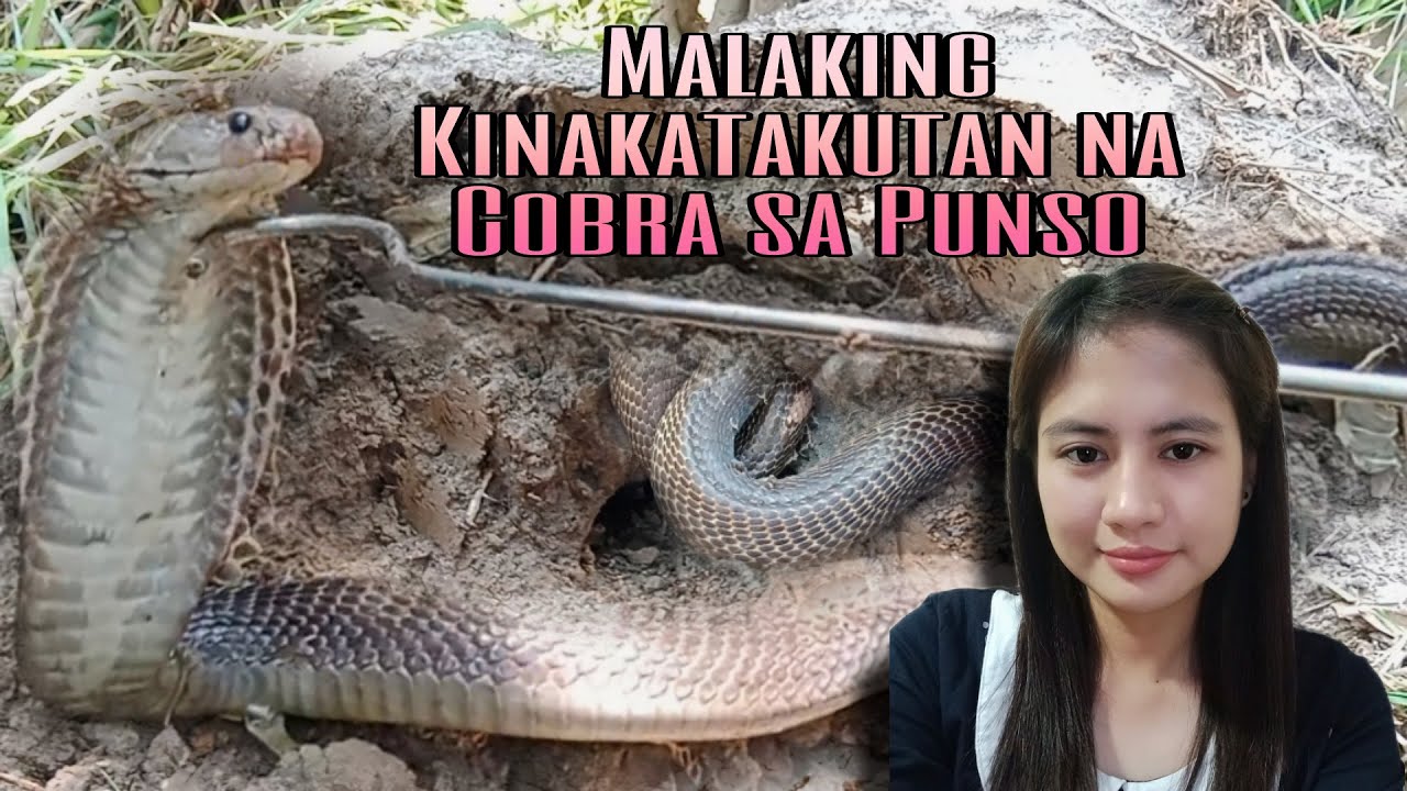 MALAKING KINAKATAKUTAN NA COBRANG PUMASOK SA PUNSO HINDI NAKATAKAS KAY PrincessTuklaw #snakerescue