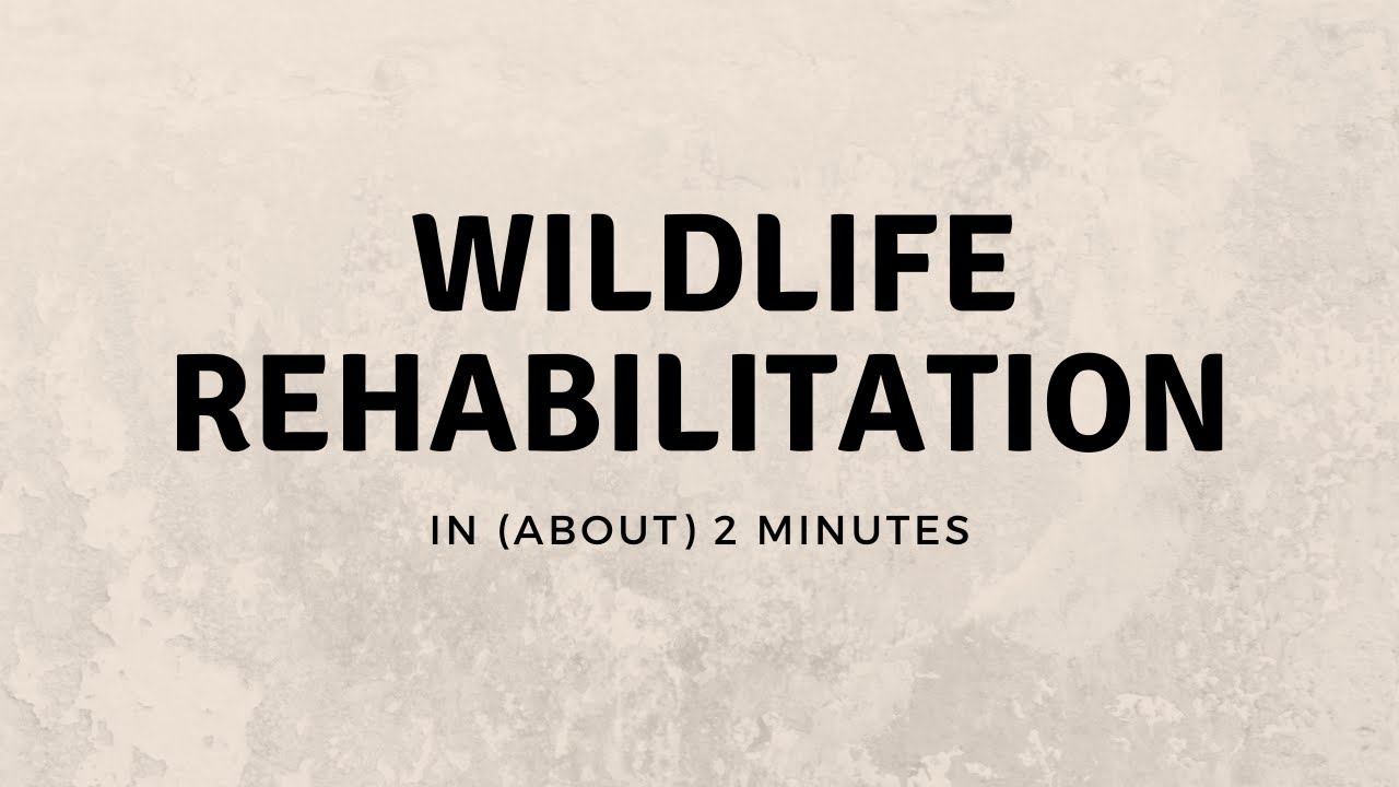 Wildlife Rehabilitation In (About) 2 Minutes