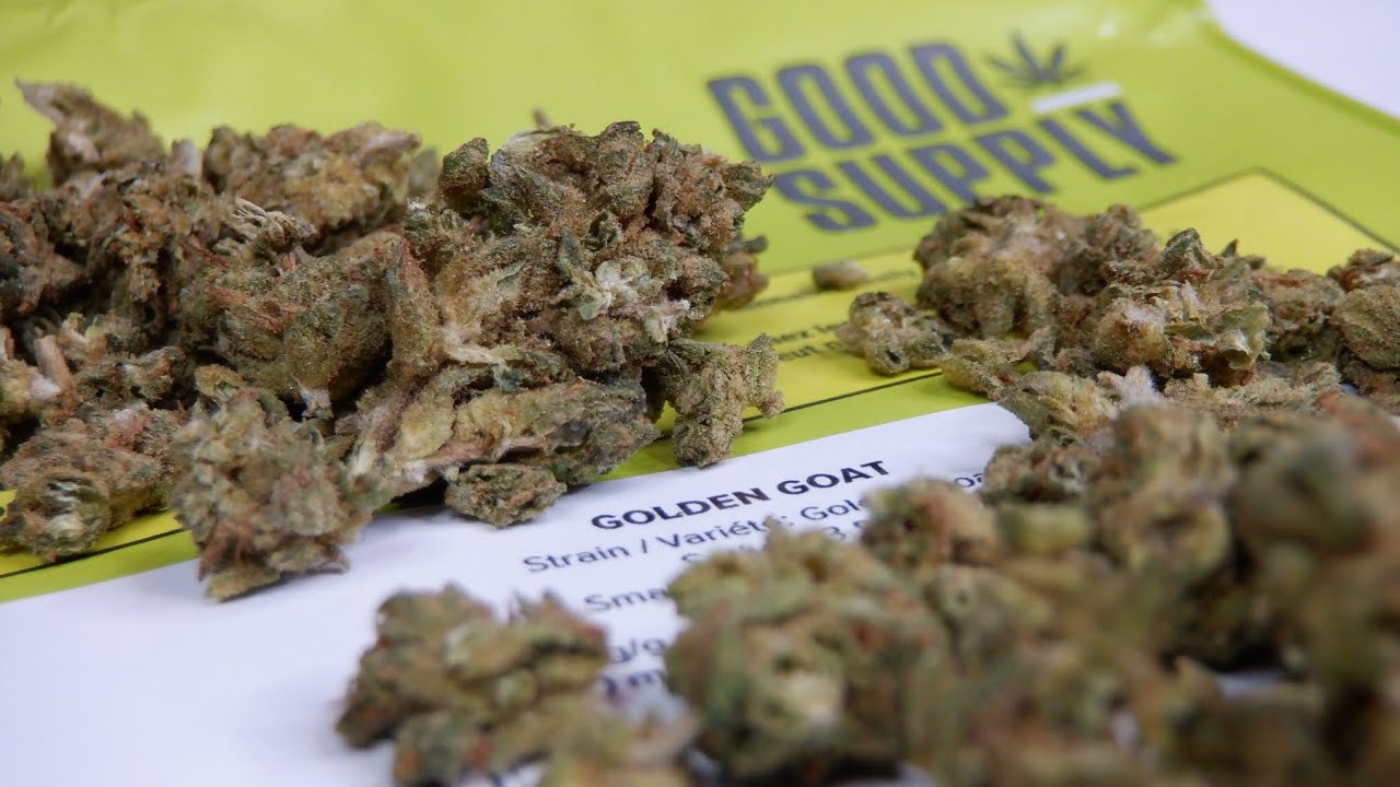 Strain Review Golden Goat By Good Supply