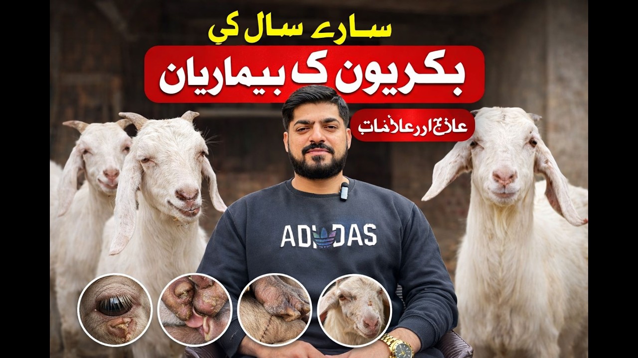 deasese in goats for all year