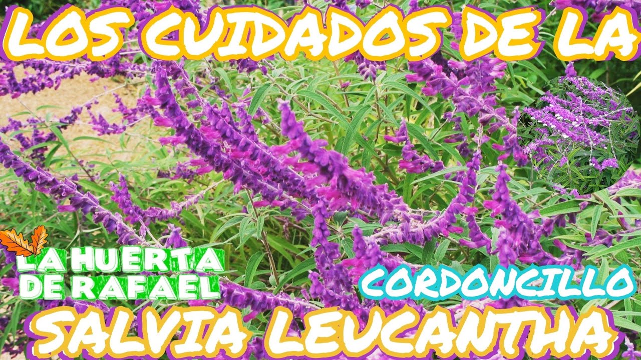 Los cuidados de la salvia leucantha, cordoncillo|&bull;|El cultivo de la salvia leucantha|&bull;|8VaTemporada