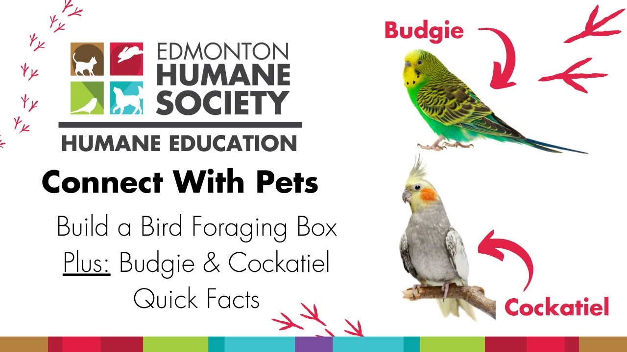 Build a Bird Foraging Box & Top 4 Birds We See at EHS - Humane Education: Connect with Pets