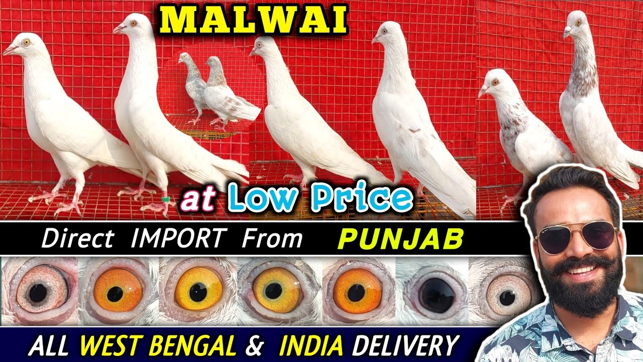 Malwai Pigeon Sale(2026) | Punjabi Malwai Kabootar | Rajanwale/Dhannewale Malwai