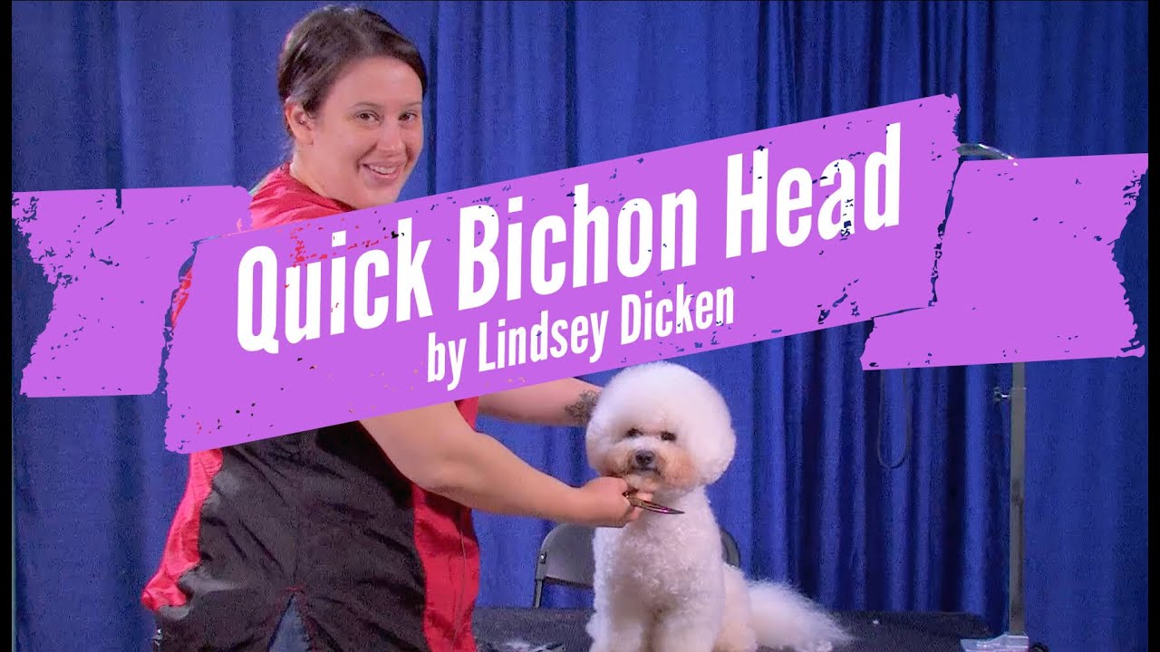 Bichon Head Grooming Demo by Lindsey Dicken