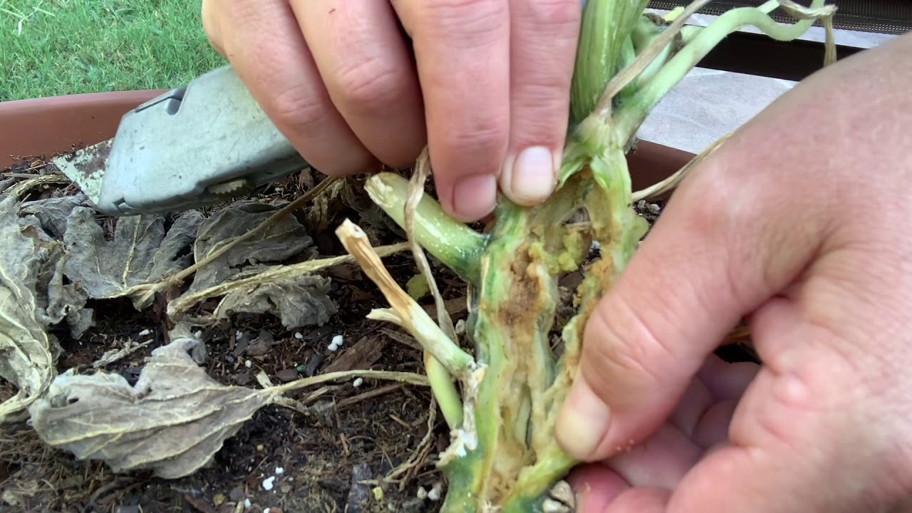 Squash Vine Borer surgical removal