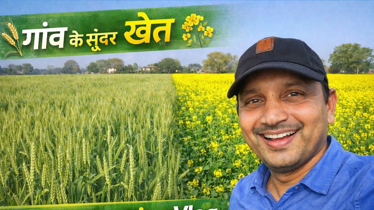 गांव के खेतों में लहलहाती गेहूं और सरसों की फसल 🌾 | Village Life Vlog