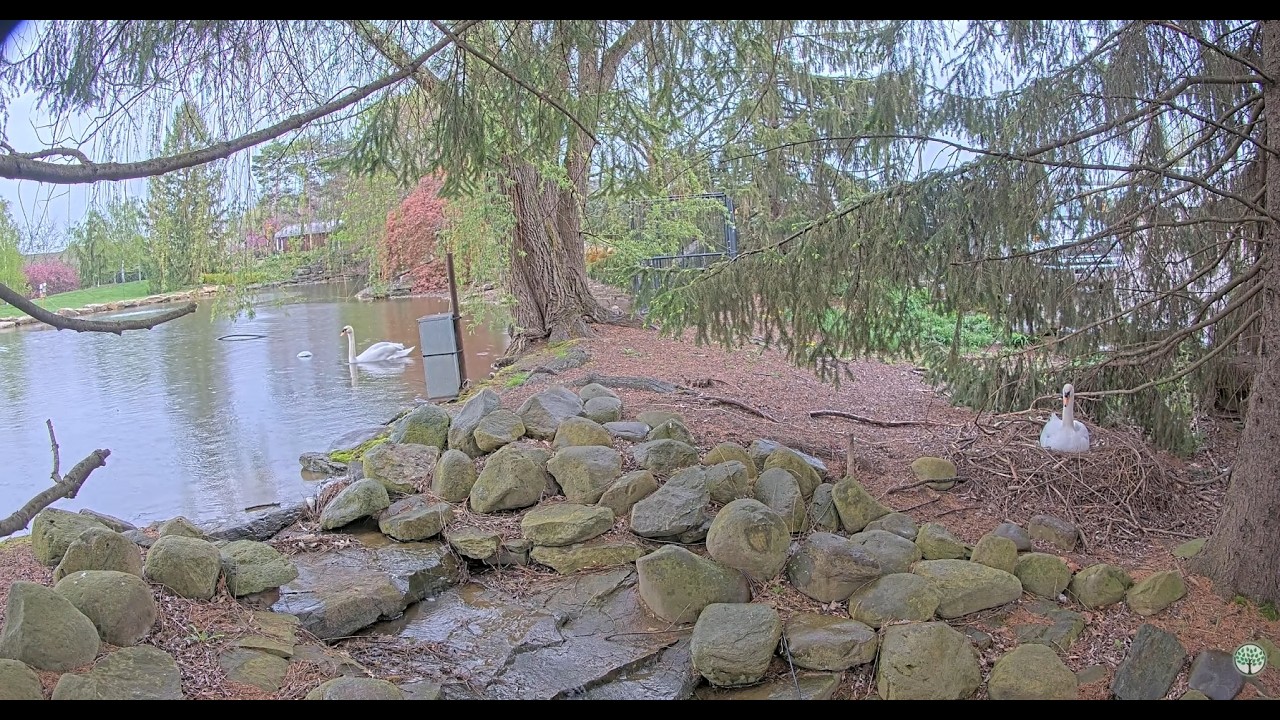 Baby Swans Have Hatched |  Nest Cam (w/Audio) | Valley City, Ohio