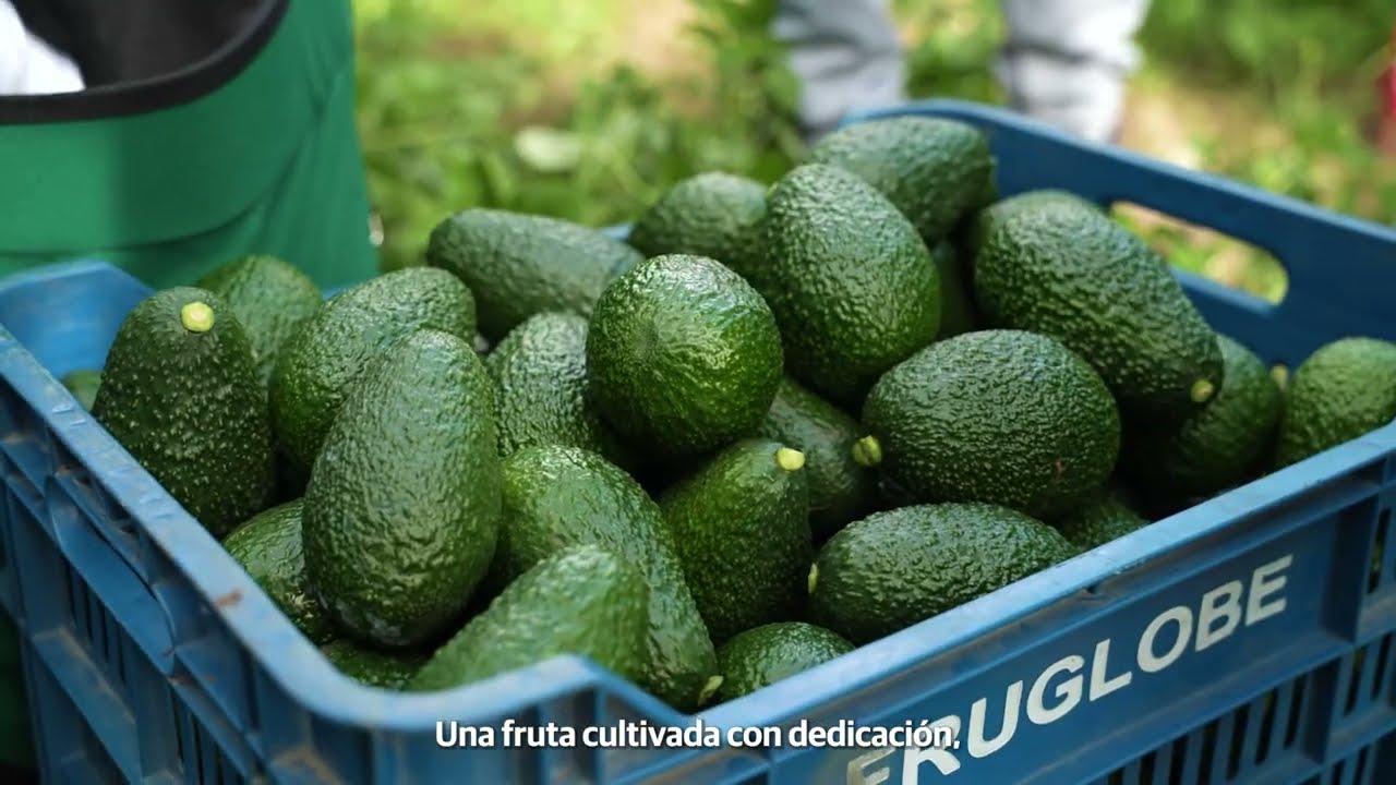 Llevando la mejor palta peruana a consumidores de todo el mundo